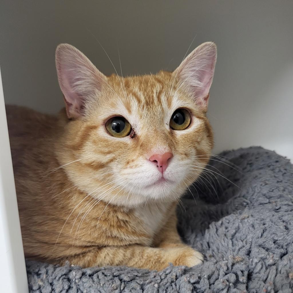 adoptable Cat in Wilmington, DE named Tigger