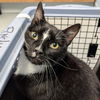 adoptable Cat in , DE named Roman