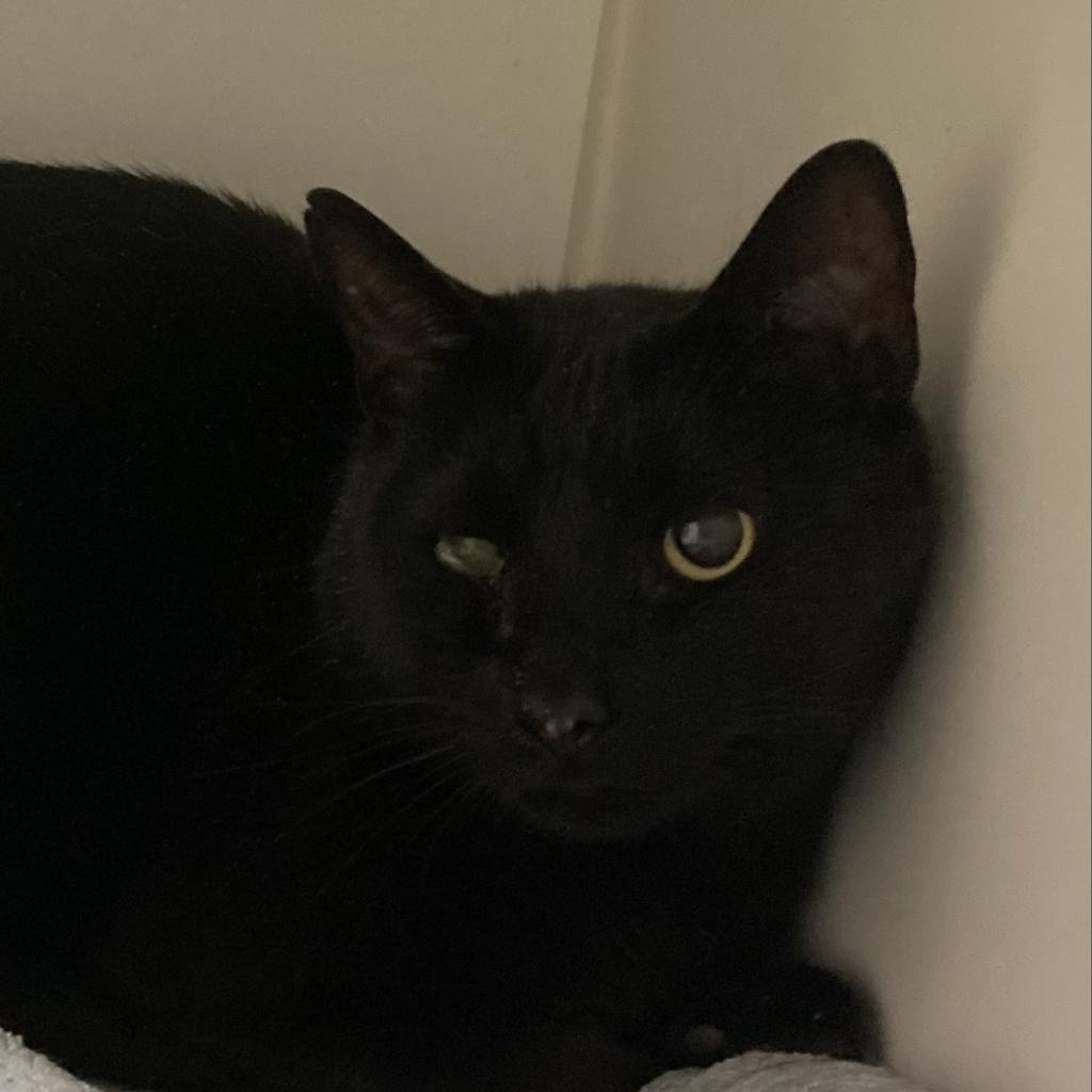 adoptable Cat in Wilmington, DE named Odie