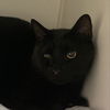 adoptable Cat in , DE named Odie