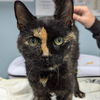 adoptable Cat in , DE named Missy