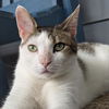 adoptable Cat in , DE named Gabriel