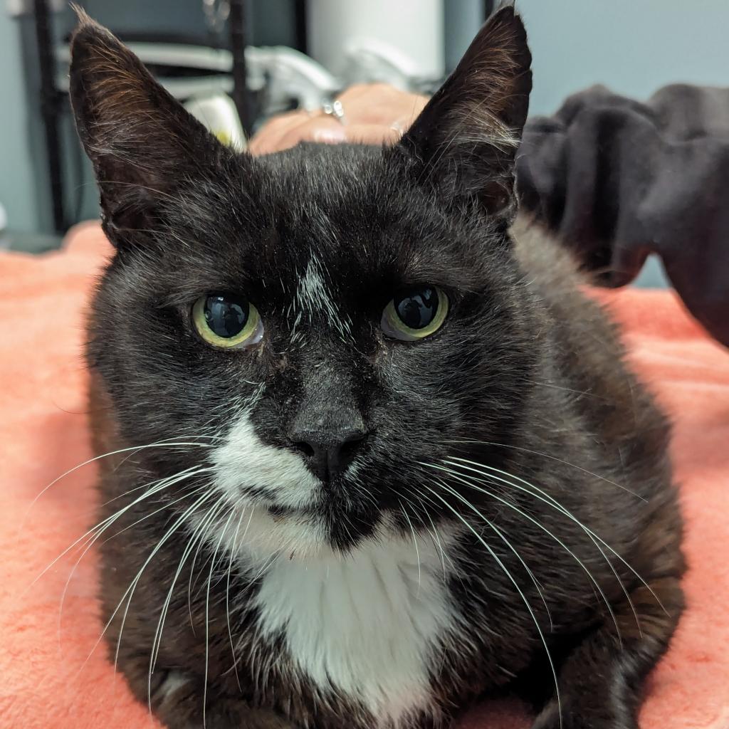 adoptable Cat in Wilmington, DE named Timothy