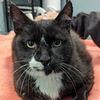 adoptable Cat in , DE named Timothy