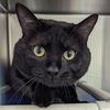 adoptable Cat in , DE named Kruiser