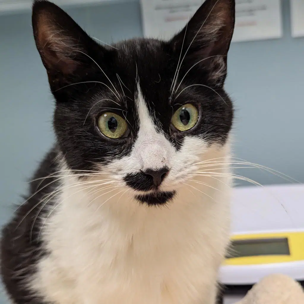 Dawn - Domestic Short Hair