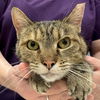 adoptable Cat in , DE named Arlene