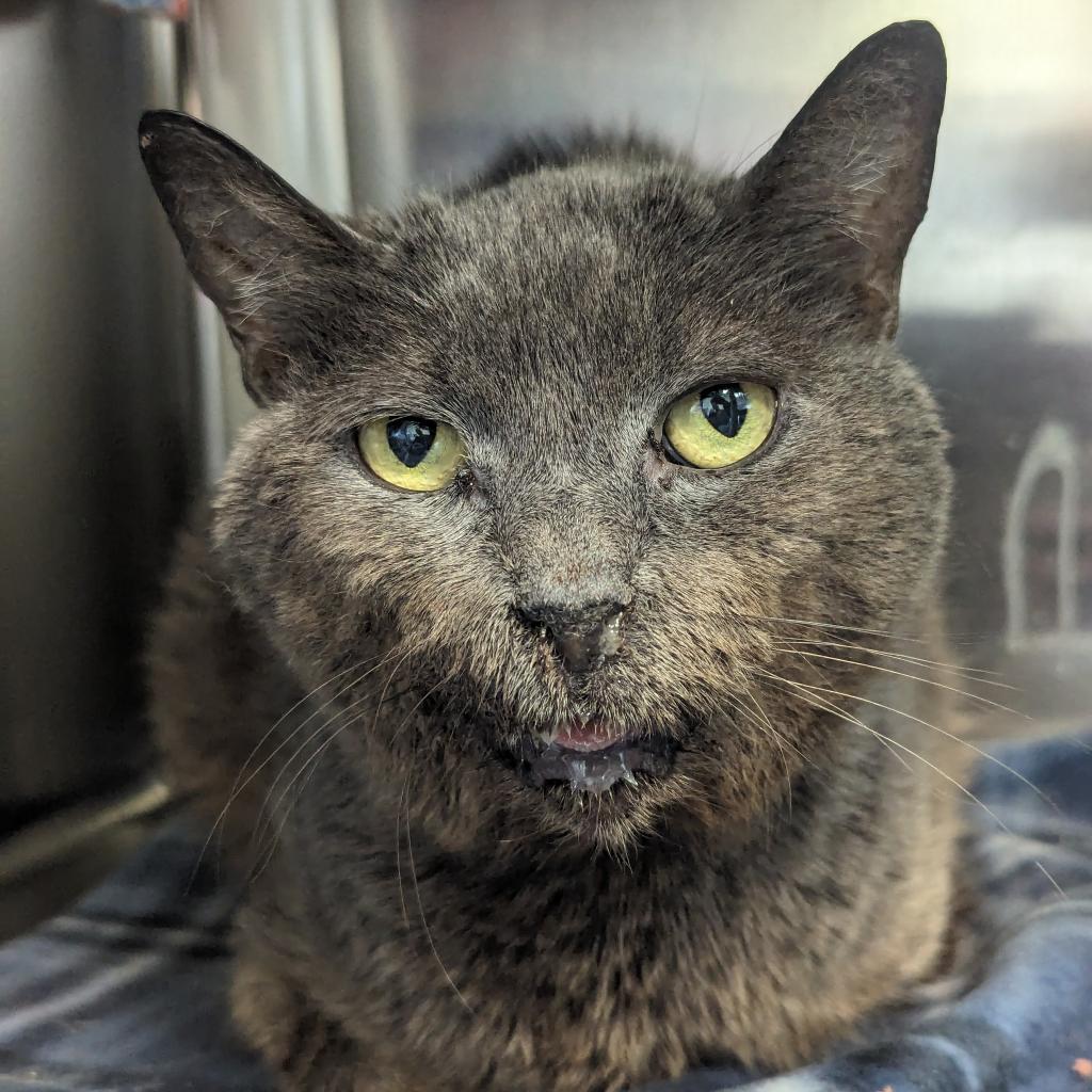 adoptable Cat in Wilmington, DE named Casey