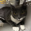 adoptable Cat in , DE named Banshee