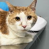 adoptable Cat in , DE named Manu