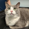 adoptable Cat in Wilmington, DE named Sox