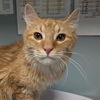 adoptable Cat in , DE named Saturn