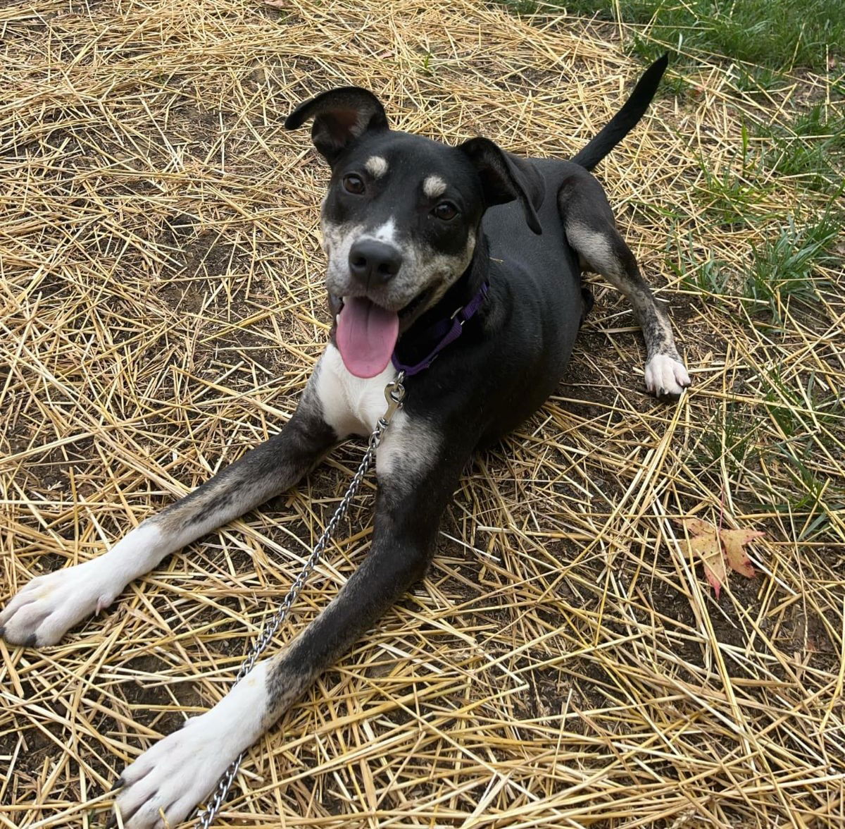 adoptable Dog in Wilmington, DE named Jasper