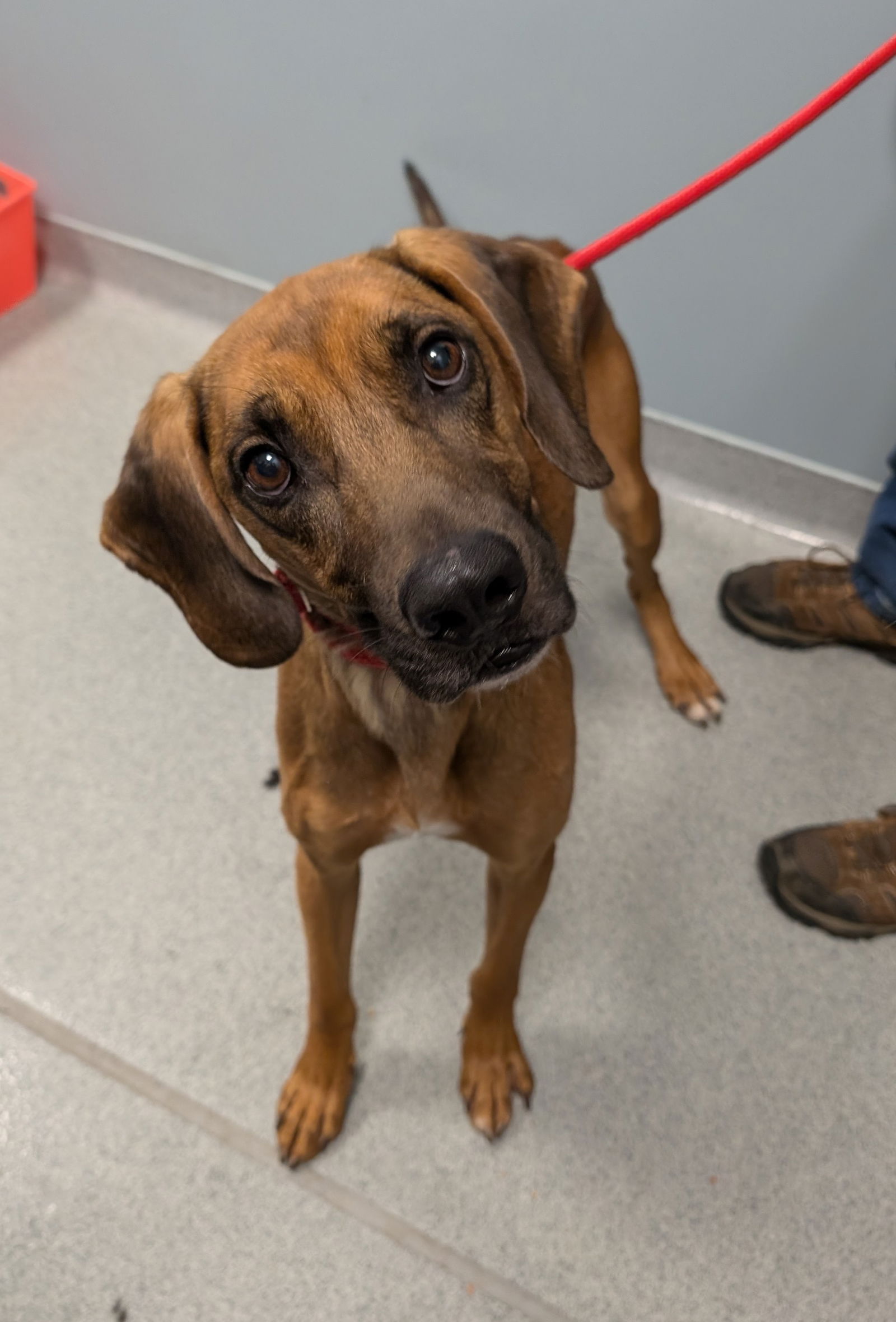 adoptable Dog in Wilmington, DE named Todd