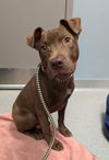 adoptable Dog in Wilmington, DE named Mario