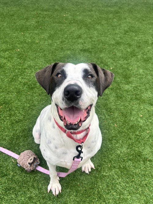 Rocky Dude, an adoptable Miniature Bull Terrier in Wilmington, DE