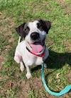 adoptable Dog in , DE named Rocky Dude