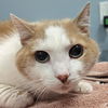 adoptable Cat in , DE named Andy