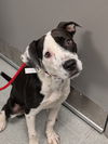 adoptable Dog in , DE named Tulip