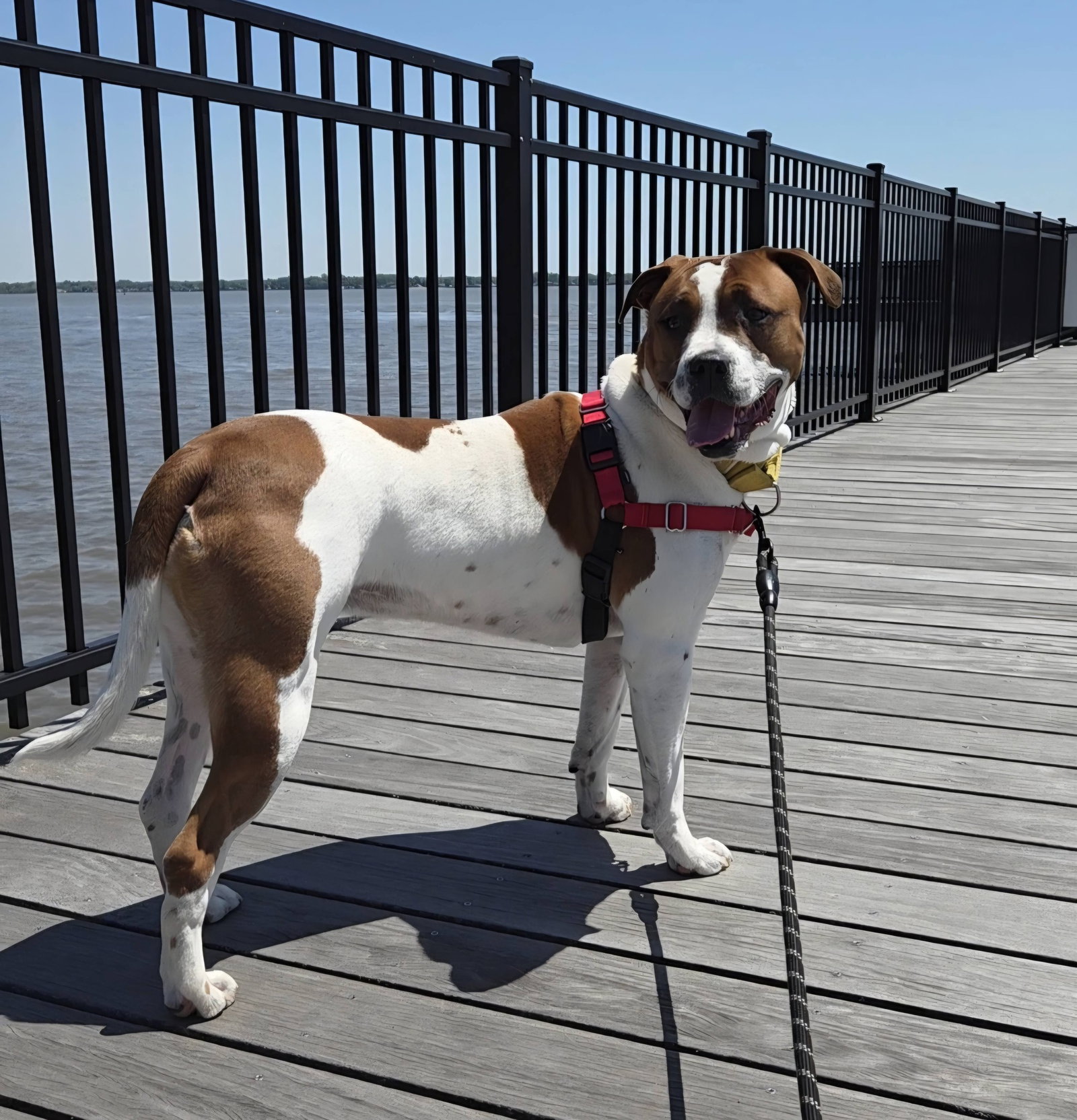 Cammie, photo 7