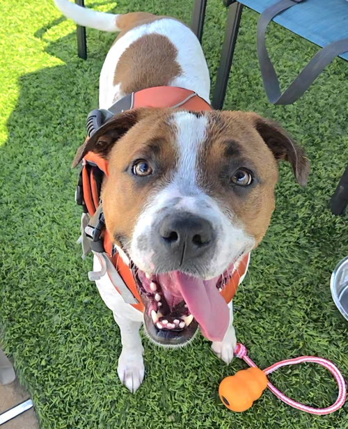 Cammie, a dog for adoption from Faithful Friends Inc