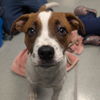 adoptable Dog in Wilmington, DE named Cammie