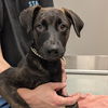 adoptable Dog in , DE named Pacino