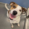 adoptable Dog in , DE named Sandy