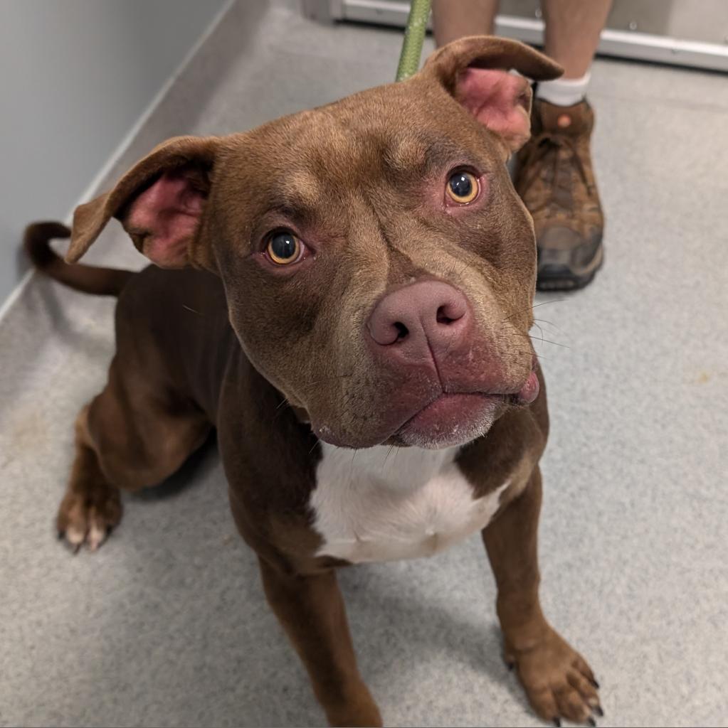 adoptable Dog in Wilmington, DE named Marco