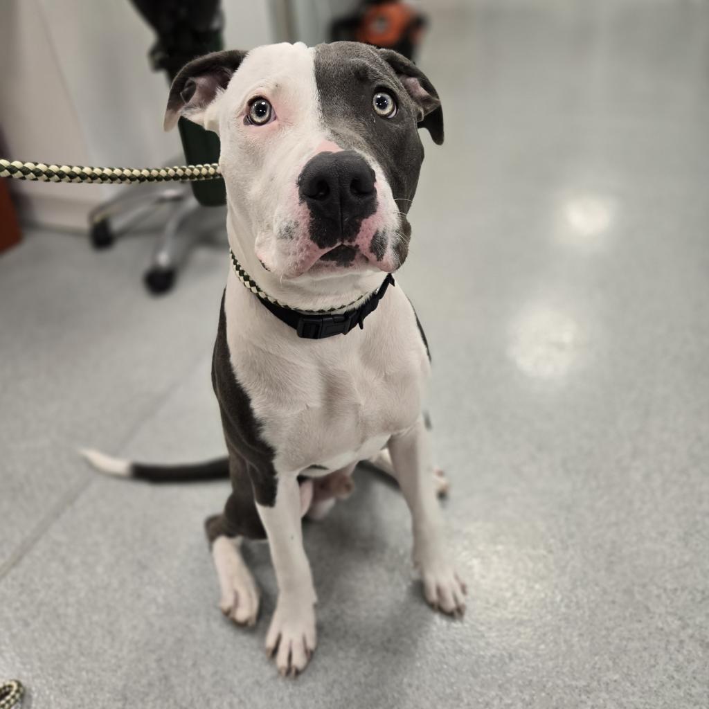 adoptable Dog in Wilmington, DE named King