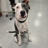 adoptable Dog in Wilmington, DE named King