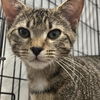 adoptable Cat in , DE named Vincent