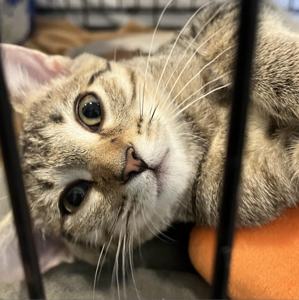 adoptable Cat in Wilmington, DE named Corinne