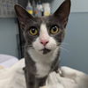 adoptable Cat in Wilmington, DE named Spain