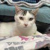 adoptable Cat in , DE named Genevieve