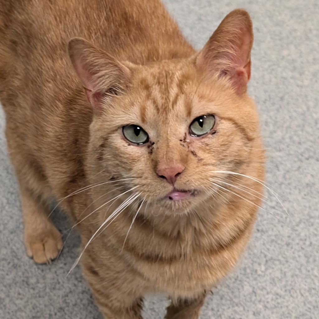 adoptable Cat in Wilmington, DE named Clo