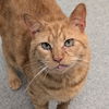 adoptable Cat in , DE named Clo