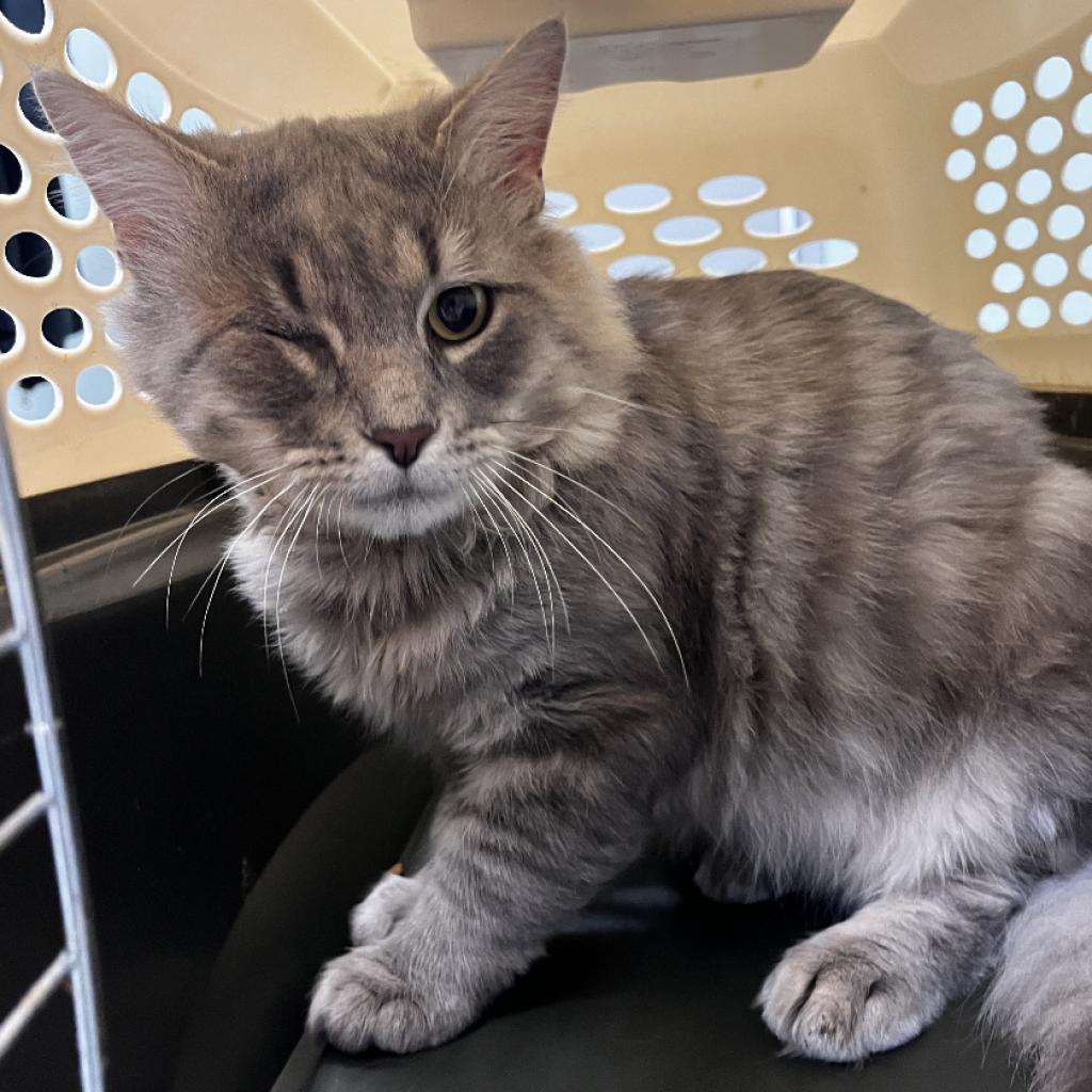 adoptable Cat in Wilmington, DE named Braveheart