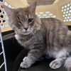 adoptable Cat in , DE named Braveheart