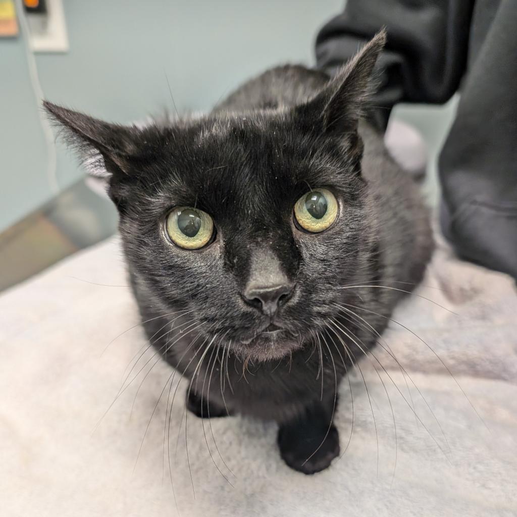 adoptable Cat in Wilmington, DE named Sabrina