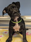 adoptable Dog in , DE named Merryweather