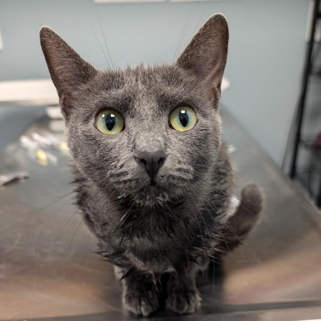 adoptable Cat in Wilmington, DE named Pellet