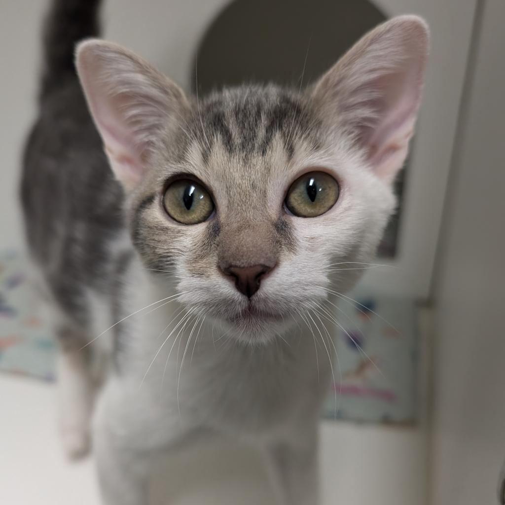 adoptable Cat in Wilmington, DE named Kerplunk