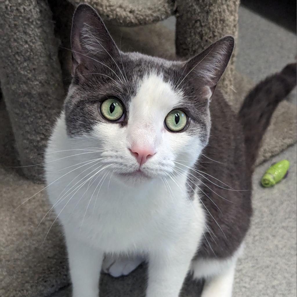 adoptable Cat in Wilmington, DE named Poe