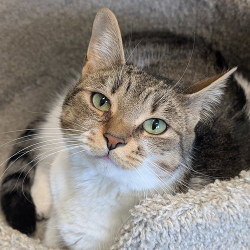 Fairy, Domestic Short Hair, cat for adoption in Lancaster, Pennsylvania