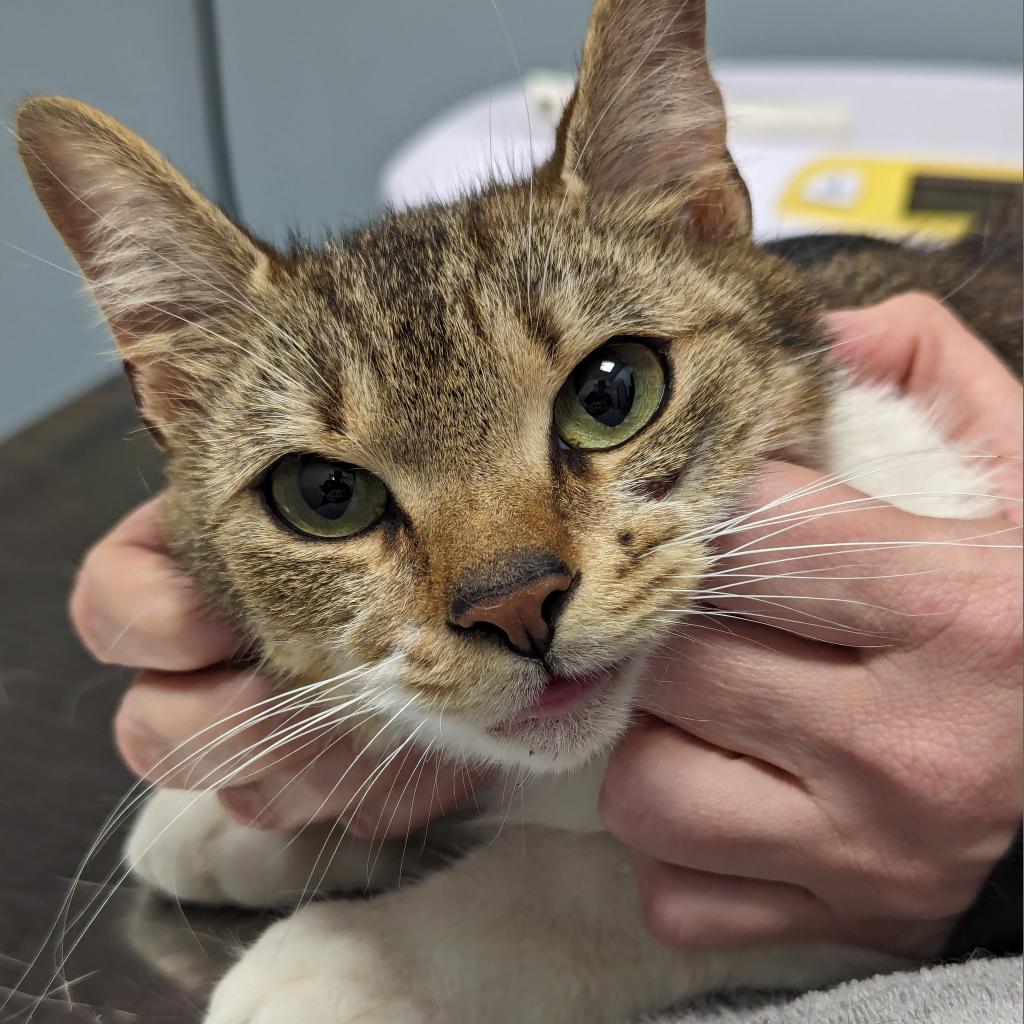 adoptable Cat in Wilmington, DE named Fairy