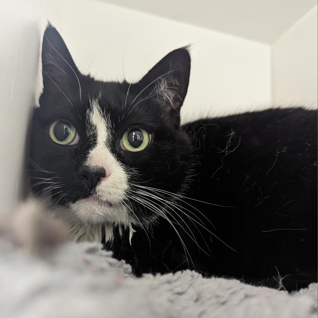 adoptable Cat in Wilmington, DE named Summer