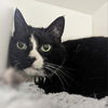 adoptable Cat in , DE named Summer