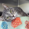 adoptable Cat in , DE named Twiggy