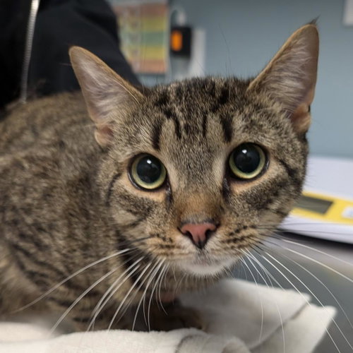 Chip, a cat for adoption from Faithful Friends Inc